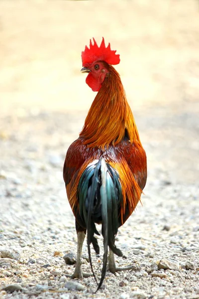 Pollo Campo Lucha Polla Gallo Tailandia — Foto de Stock