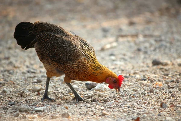 Hühner Auf Dem Land Kämpfen Gegen Den Hahn — Stockfoto
