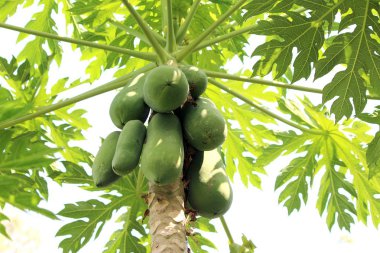 Papaya ağacını ve papaya çiftlik