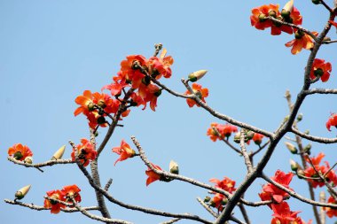 itx ceiba ağacı çiçek veya pamuk ağacı üzerinde çiçek
