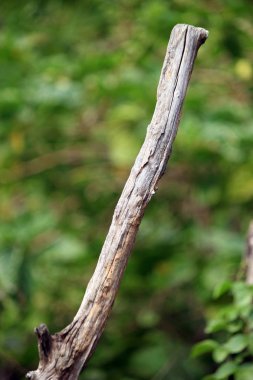 Doğa yeşil zemin üzerine eski güdük