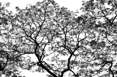 Arka plan beyaz soyut siyah ağaç dallarında