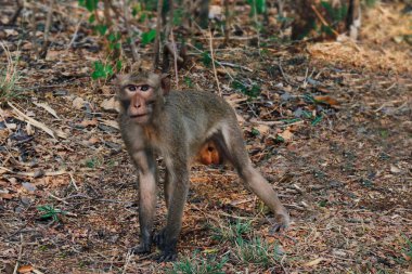 Maymunlar doğada yürüyüş