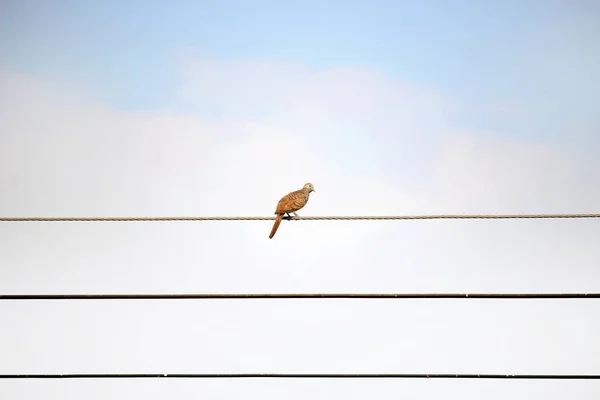 Pasăre Sârmă Singur — Fotografie, imagine de stoc