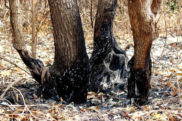 Boom Bos Brand Vervuiling Globale Opwarming Van Aarde — Stockfoto