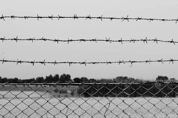 Centro Detenção Arame Farpado Campo Fundo Estilo Cor Cinza — Fotografia de Stock