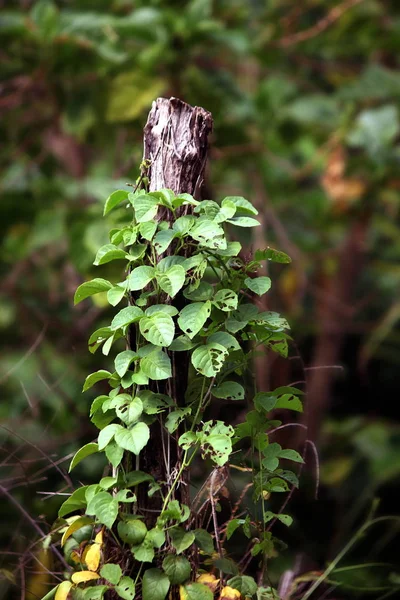 Ceppo Vecchi Piccoli Alberi Che Crescono Sul Legno Sfondo Verde — Foto Stock