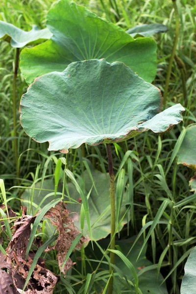Lily Pad Lotus Bud — Fotografie, imagine de stoc