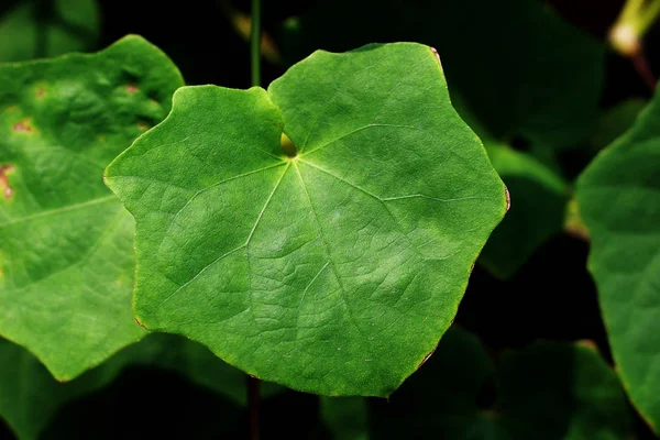 Foglie Poligono Verde Forma — Foto Stock