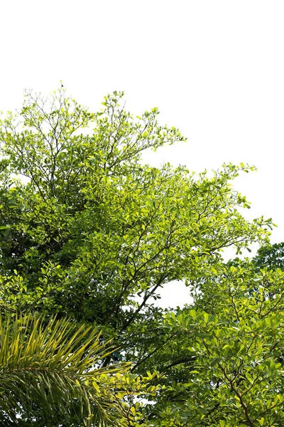 Pod Świeży Liść Zielony Drzewo Lub Duży Krzew Abstrakcja Kształt — Zdjęcie stockowe
