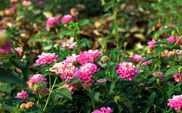 粉红色马缨丹花 Phakakrong 泰语词 绽放小春天在绿色美丽和新鲜的背景 — 图库照片