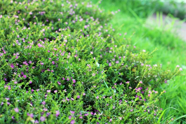 flower small grass at relax morning time sunlight for background footage