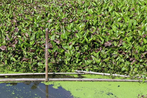 Water Hyacinth Wastewater with Filtration system in canal river
