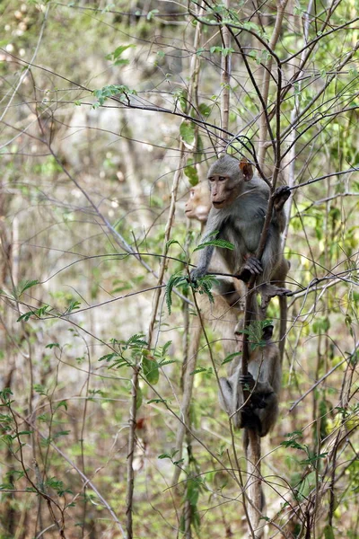 Isola Delle Scimmie Sugli Alberi Nelle Foreste Pluviali Tropicali Selvagge — Foto Stock