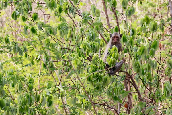 Monkey Island Bomen Wilde Tropische Regenwouden — Stockfoto
