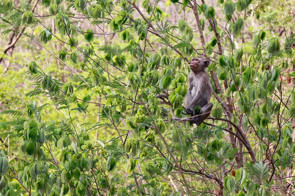 Monkey Island Bomen Wilde Tropische Regenwouden — Stockfoto