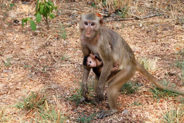 Madre Che Tiene Braccio Scimmietta Nutre Scimmie Allo Stato Selvatico — Foto Stock