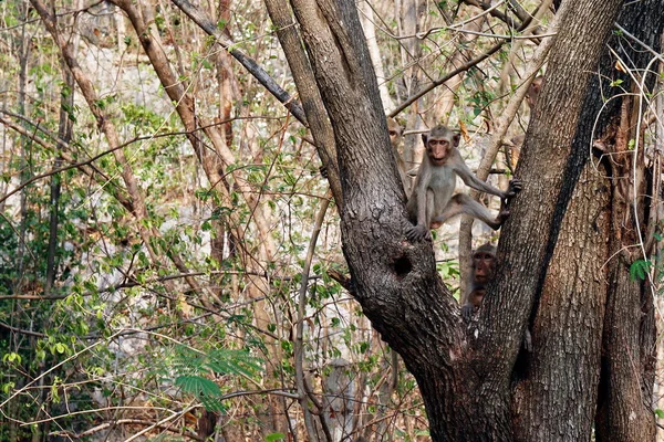 Monkey Island Bomen Wilde Tropische Regenwouden — Stockfoto