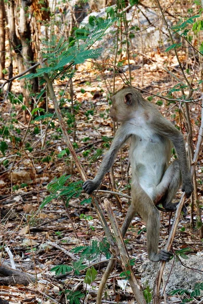 Monkey Island Stromech Divoké Tropické Deštné Pralesy — Stock fotografie