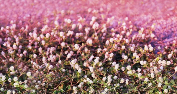 Květina Malé Vinobraní Krásné Trávy Relaxaci Ranní Čas Slunce Pozadí — Stock fotografie