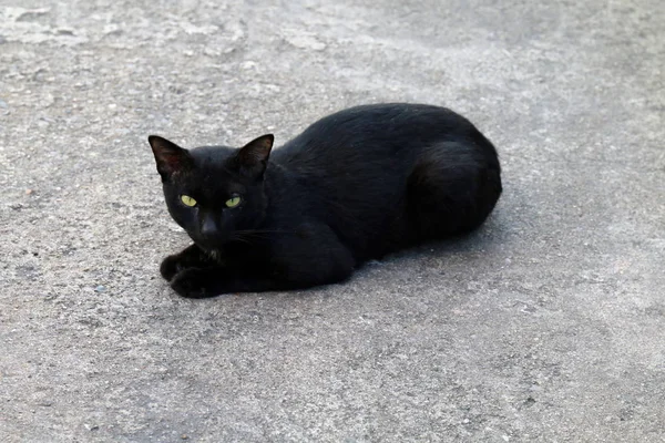 Gato Preto Doente Feio — Fotografia de Stock