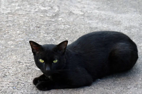 Black Cat sickly ugly