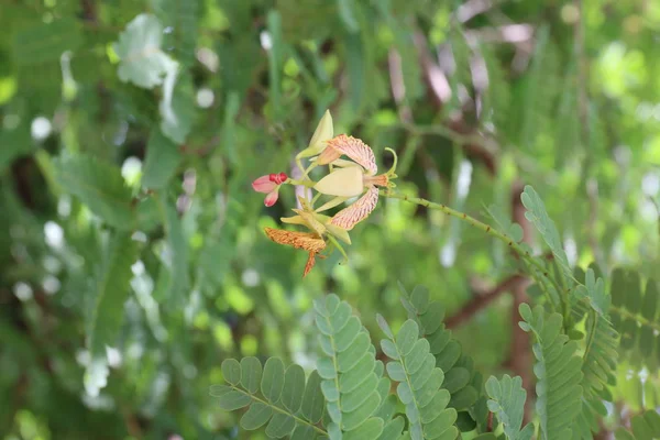 Квітка Tamarind Вишні Вибіркове Фокус Квітка Tamarind — стокове фото