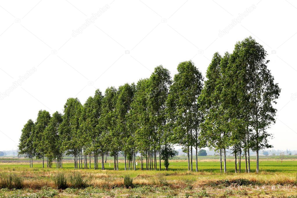 Eucalyptus forest in farmland rice Thailand, for paper industry