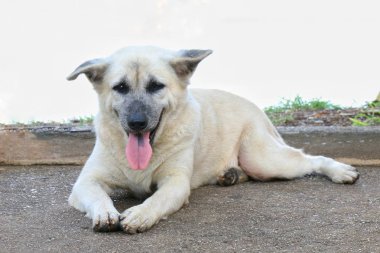 Sakin ol uyku duygu köpek Asya Beyaz