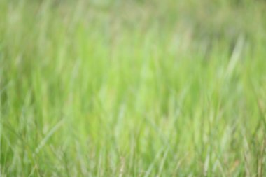 Arka plan tasarımı için bulanık yeşil çimen