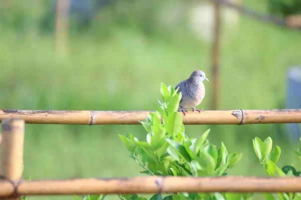 一只鸽子栖息在花园里的野树枝上 — 图库照片