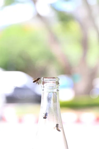 ガラスびん Bee と缶詰が緑ボケ背景に食べる蜜ソーダを傷飛び込みます — ストック写真