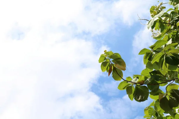Tik Ağacı Yan Gökyüzü Arka Plan Boşluk Kopya Metin Mesajı — Stok fotoğraf