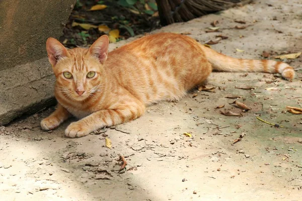 Portrait Cat Beauty Cat Cute — Stock Photo, Image