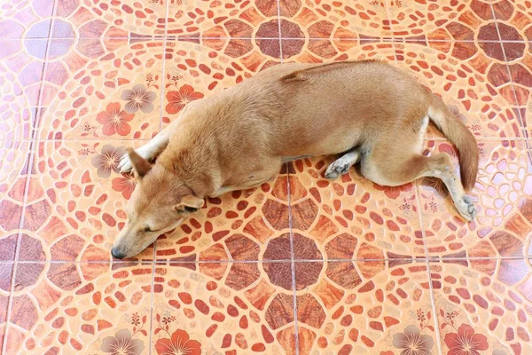 Ridgeback Dog Brown Asian Thai Sleeping Top View Cement Floor — Stock Photo, Image