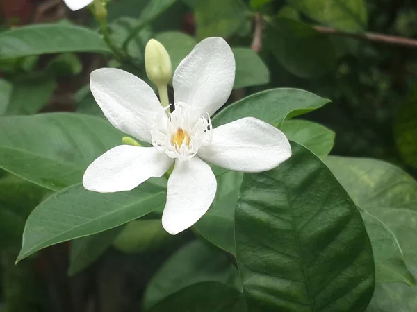 Flor Blanca Cerca Jazmín Del Cabo Apocynaceae Gardenia Jasminoides Wrightia — Foto de Stock