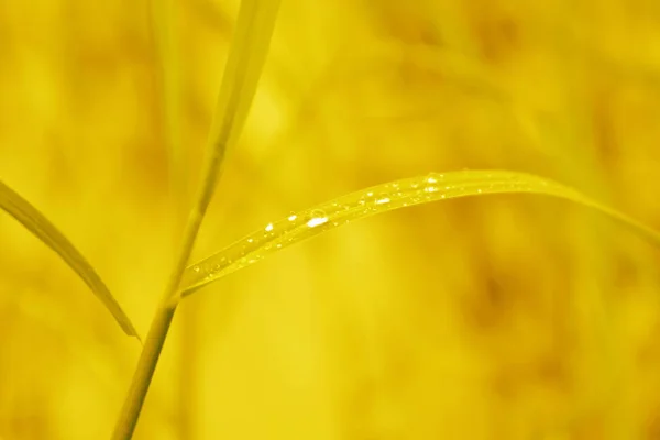 노란색 자연에 신선한 잔디에이 빗방울 — 스톡 사진