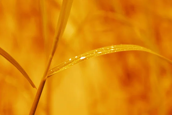 雨滴水露水美丽的叶子草自然新鲜的背景天然橙 — 图库照片