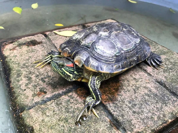 Sköldpadda Freshwater Turtle Vackra Sköldpadda — Stockfoto