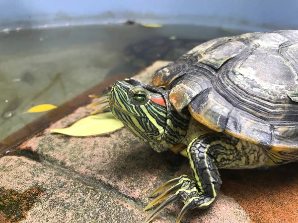 Sköldpadda Freshwater Turtle Vackra Sköldpadda — Stockfoto