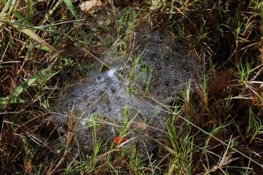 Sabah sabah çimenlerin üzerinde bir örümcek ağı üzerinde Çiy damlaları, çim doğa üzerinde arka plan Çiy damlaları, arka plan taze çimen çiy ile düşer, çimen çiy sabah güneşin örümcek yuvası ile