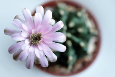 Gymnocalycium çiçek kaktüs doğurmak (seçici odak)
