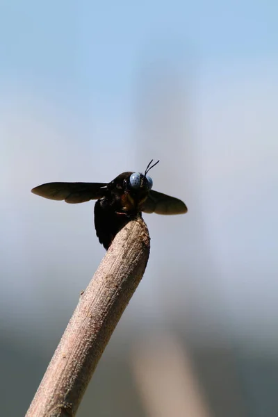 昆虫の黒い飛行 — ストック写真