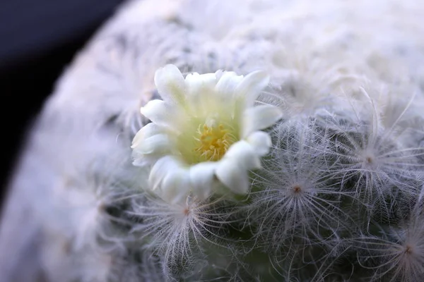 Мамілярія Plumosa Квітка Кактус Породи Вибірковий Фокус — стокове фото