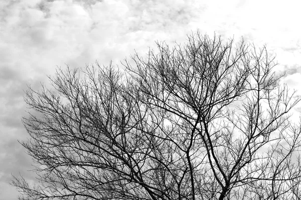 Arbustos Secos Gris Negro Rama Árbol Desnudo Cielo Para Diseño —  Fotos de Stock