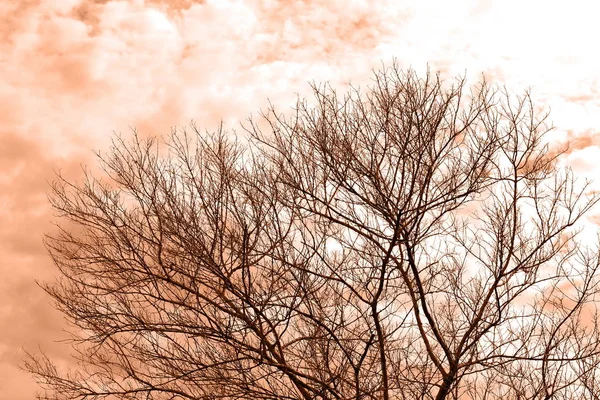 Suche Tuleje Brązowe Bare Drzewo Gałąź Niebo Tle Natura Design — Zdjęcie stockowe