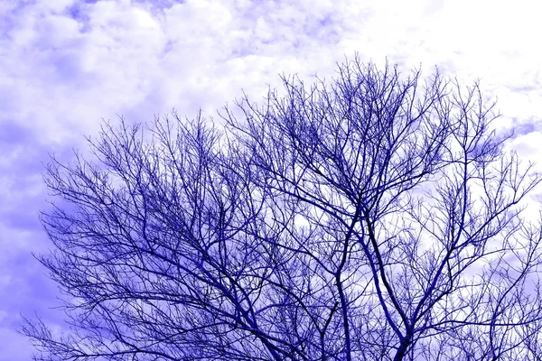 Cespugli Secchi Viola Rosa Bare Tree Branch Sky Background Nature — Foto Stock