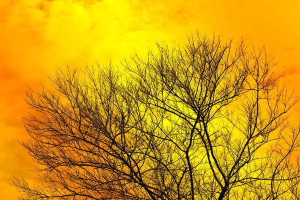 Arbustos Secos Ouro Amarelo Galho Árvore Nua Céu Para Projeto — Fotografia de Stock