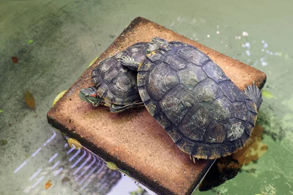 Turtle Älskare Freshwater Turtle Vackra Sköldpaddor — Stockfoto