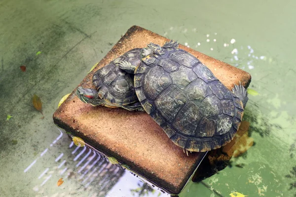 Turtle Älskare Freshwater Turtle Vackra Sköldpaddor — Stockfoto